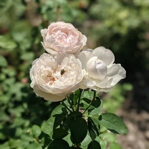 Meet your Posher, Alexandra